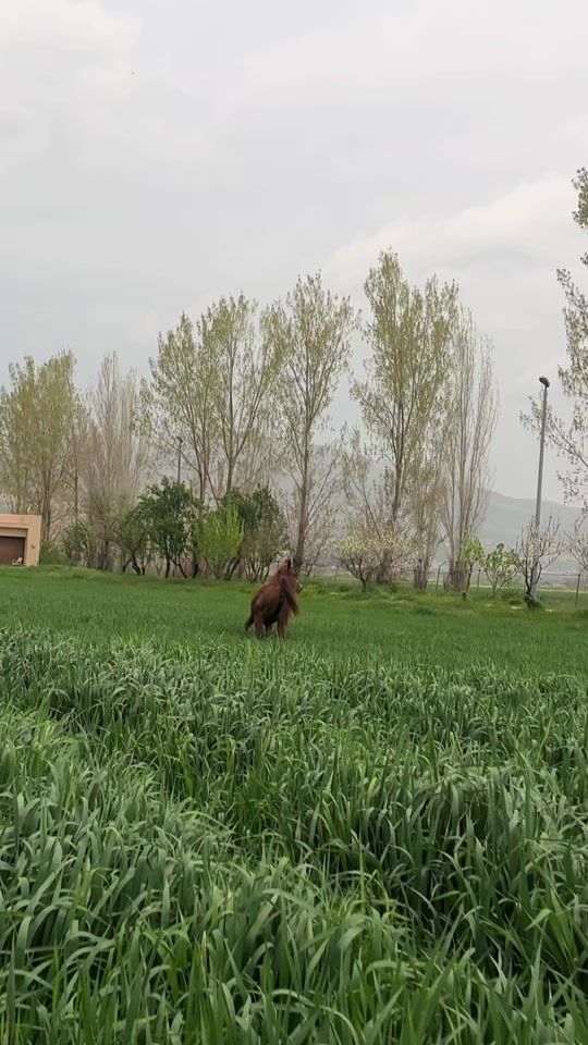 TikTok video thumbnail by youssef_nwf