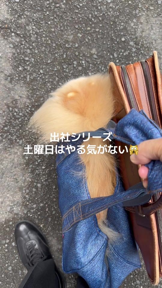 TikTok video thumbnail by 115tonton