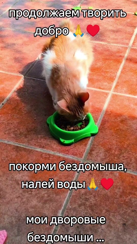 TikTok video thumbnail by marsicat1