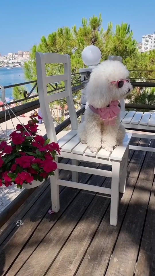 TikTok video thumbnail by ebi.bebi.poodle
