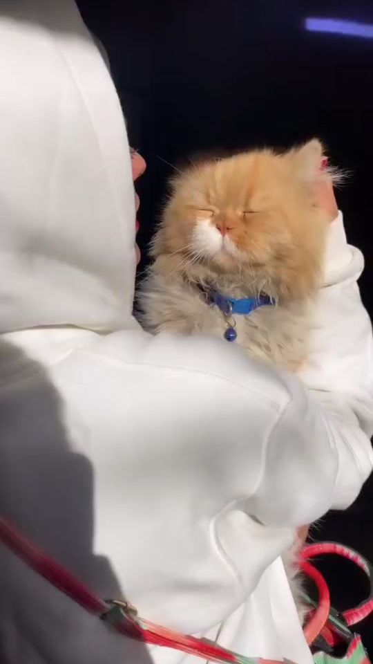 TikTok video thumbnail by tala____19