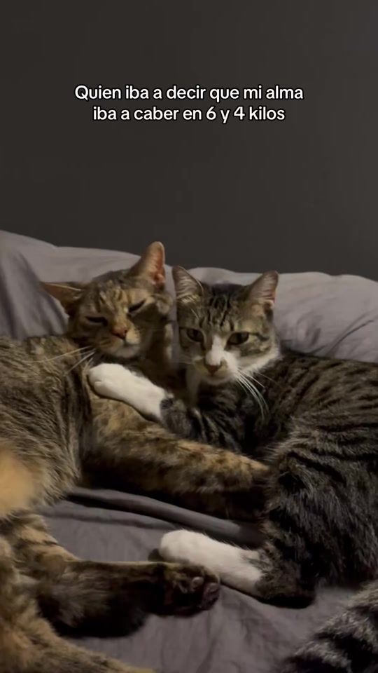 TikTok video thumbnail by kira.thecat