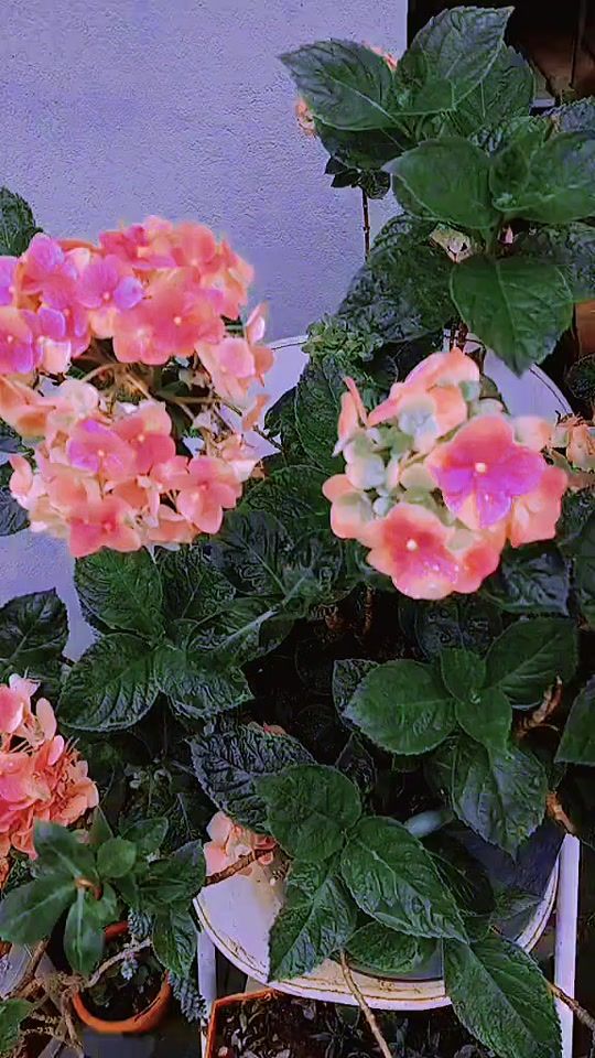 TikTok video thumbnail by flores__vera