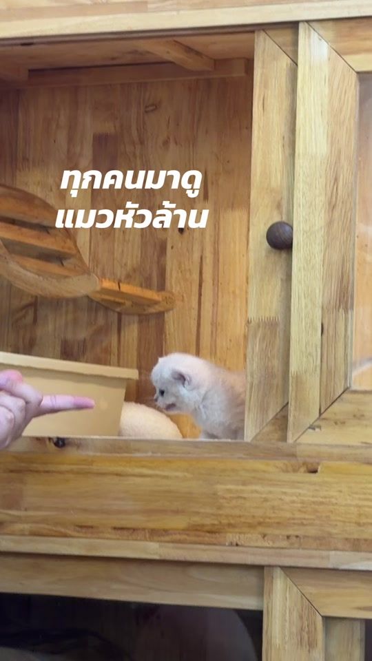TikTok video thumbnail by silversnowcattery
