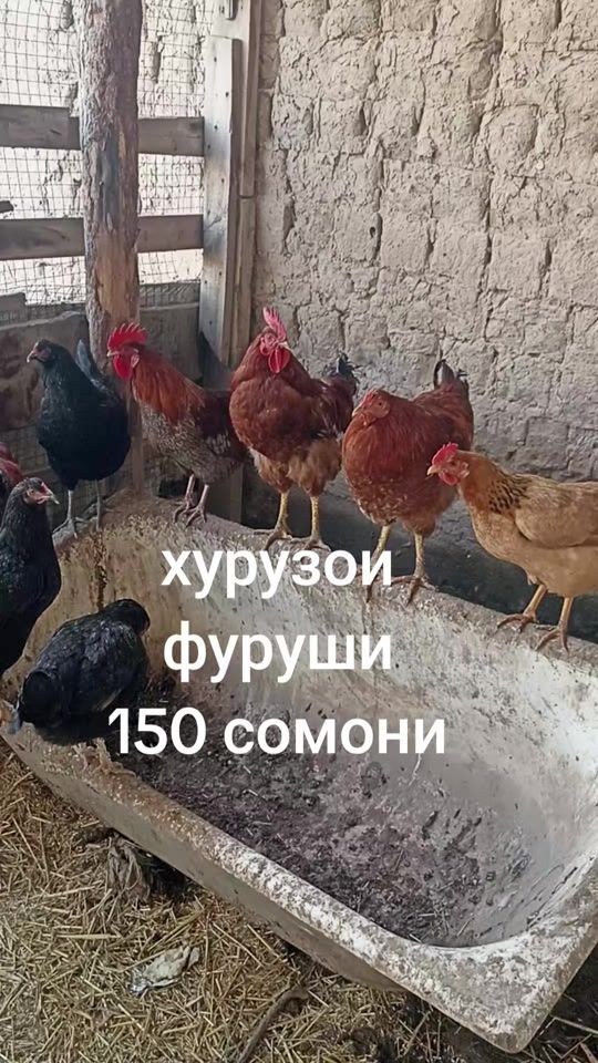 TikTok video thumbnail by aspoi.fyryshi
