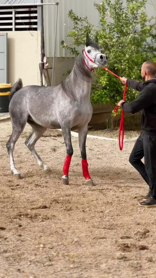 TikTok video thumbnail by abowael17