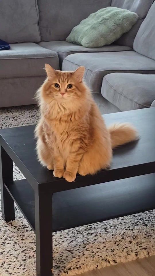 TikTok video thumbnail by walter.the.catt
