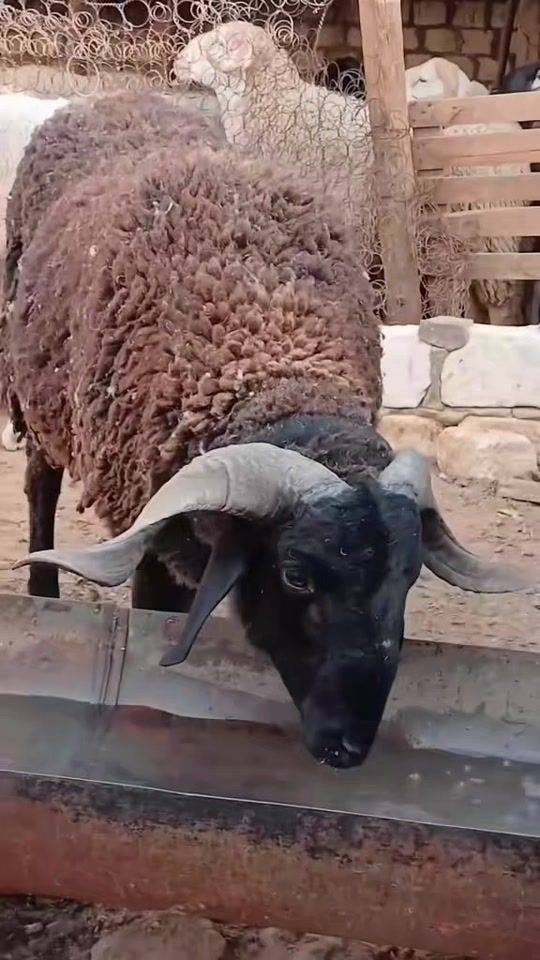 TikTok video thumbnail by majdoub.kimoo