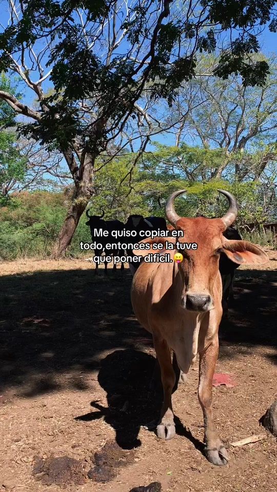 TikTok video thumbnail by ruiz.3451