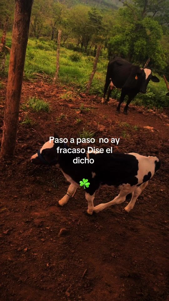 TikTok video thumbnail by frases9339