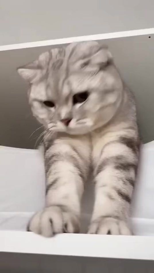 TikTok video thumbnail by prynik14