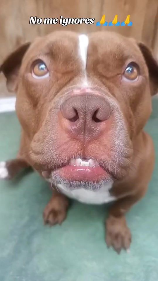 TikTok video thumbnail by soy.milk39