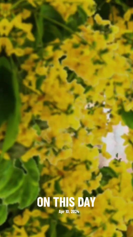 TikTok video thumbnail by sayarma.aye.myint