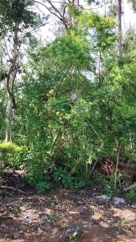 TikTok video thumbnail by angelshakira56