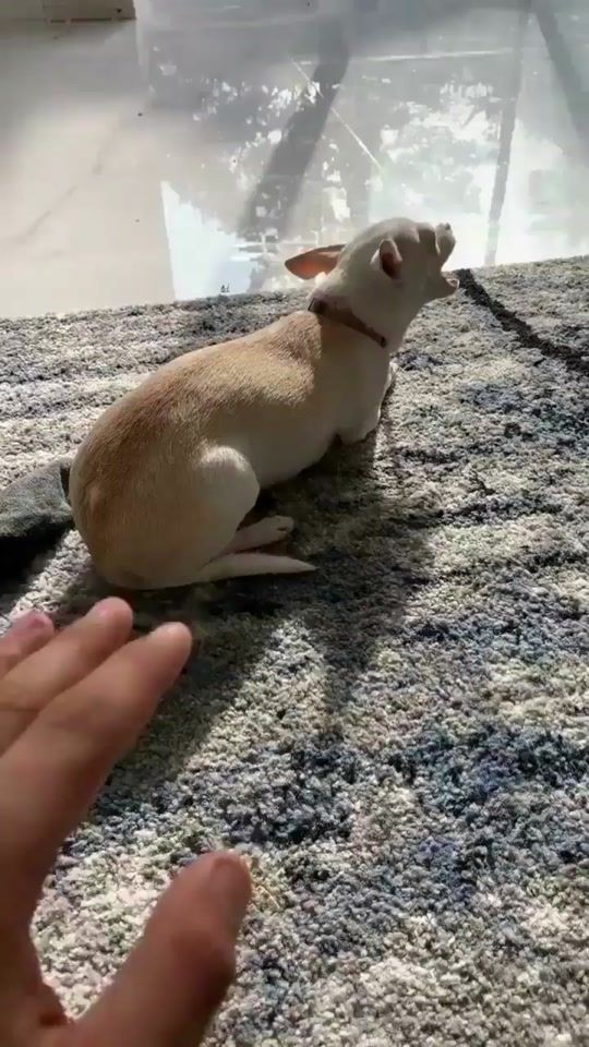 TikTok video thumbnail by smolfrenz