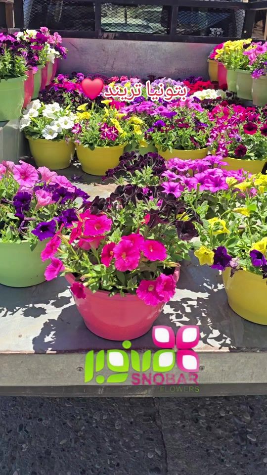 TikTok video thumbnail by snobar_flowers