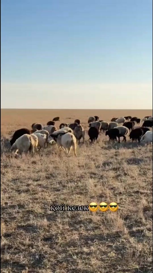 TikTok video thumbnail by baubek_86