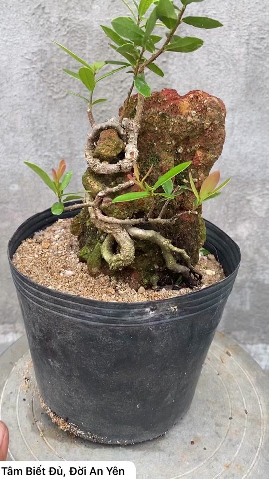 TikTok video thumbnail by bonsai.nhalam