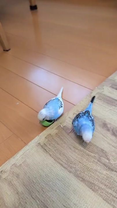 TikTok video thumbnail by marun374253