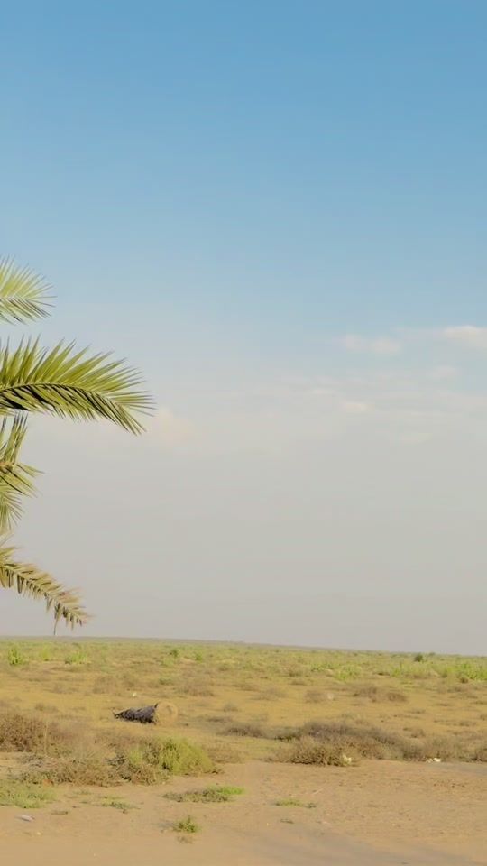 TikTok video thumbnail by rashidnamdar