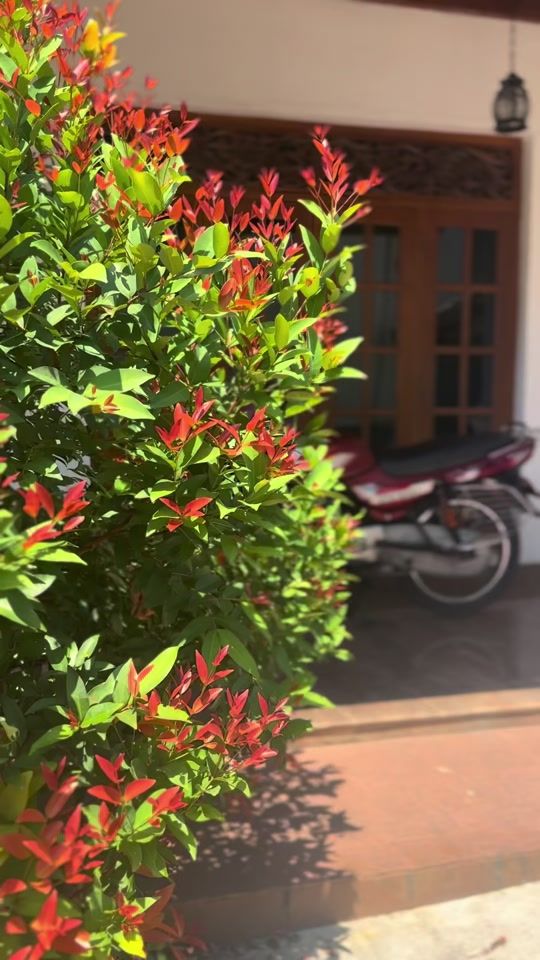 TikTok video thumbnail by lasith_shawinda_