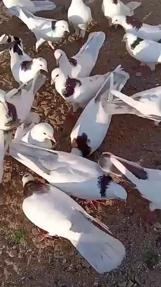 TikTok video thumbnail by telman_zeynalovv