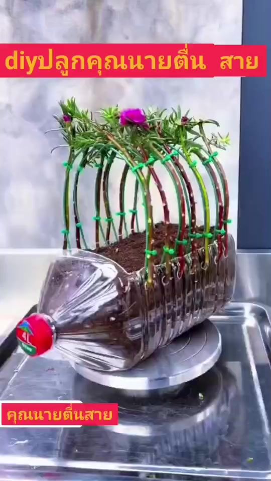 TikTok video thumbnail by newgardens1965