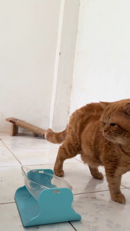 TikTok video thumbnail by pipifatcat