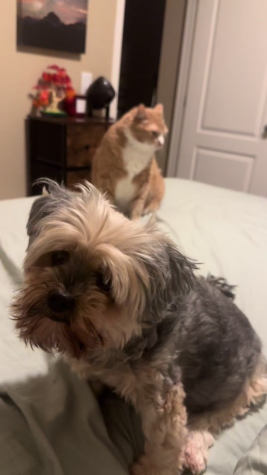 TikTok video thumbnail by thatdoggosarge