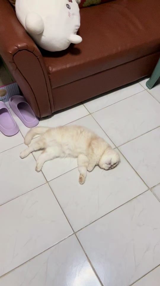 TikTok video thumbnail by acatmarvel