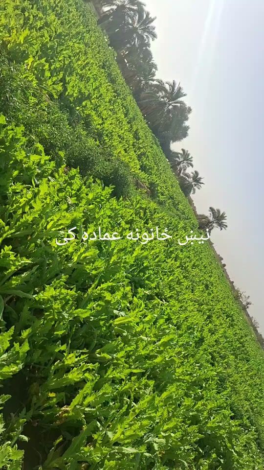 TikTok video thumbnail by user233843260133