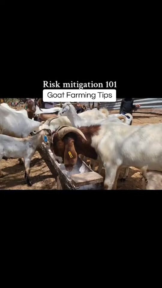 TikTok video thumbnail by goatmaster_ke