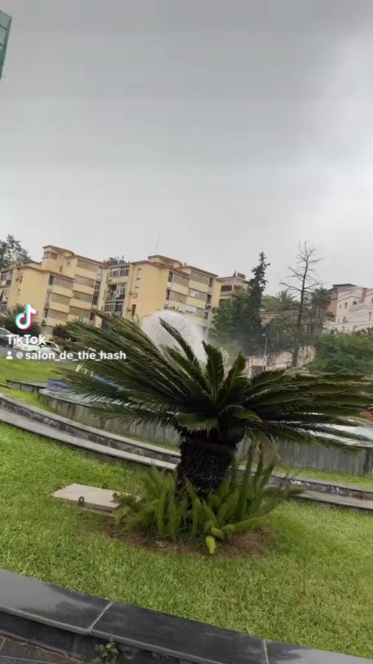 TikTok video thumbnail by salon_de_the_hash