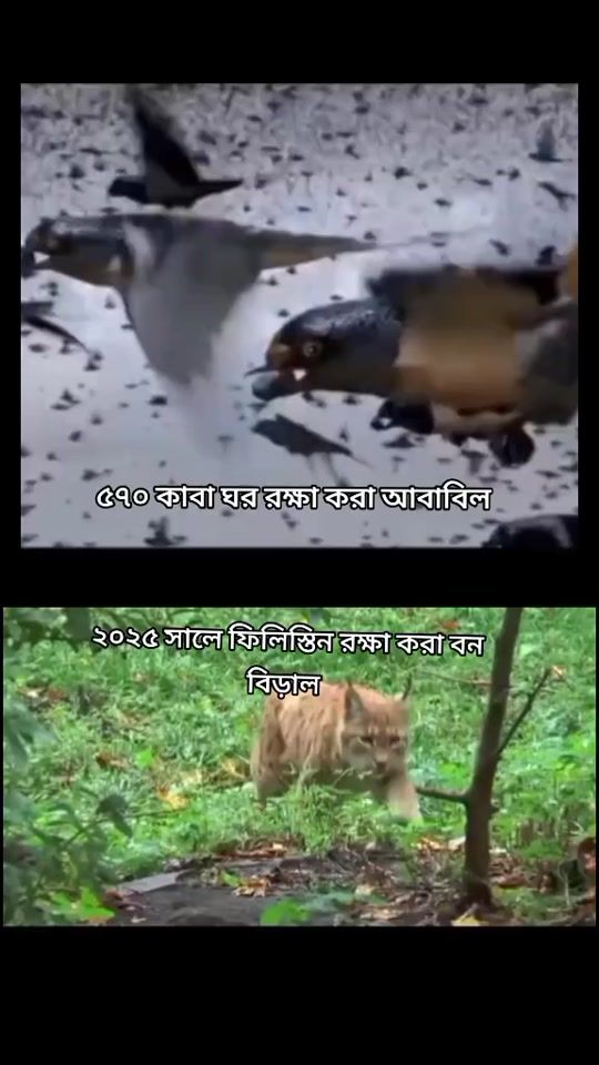 TikTok video thumbnail by king___830