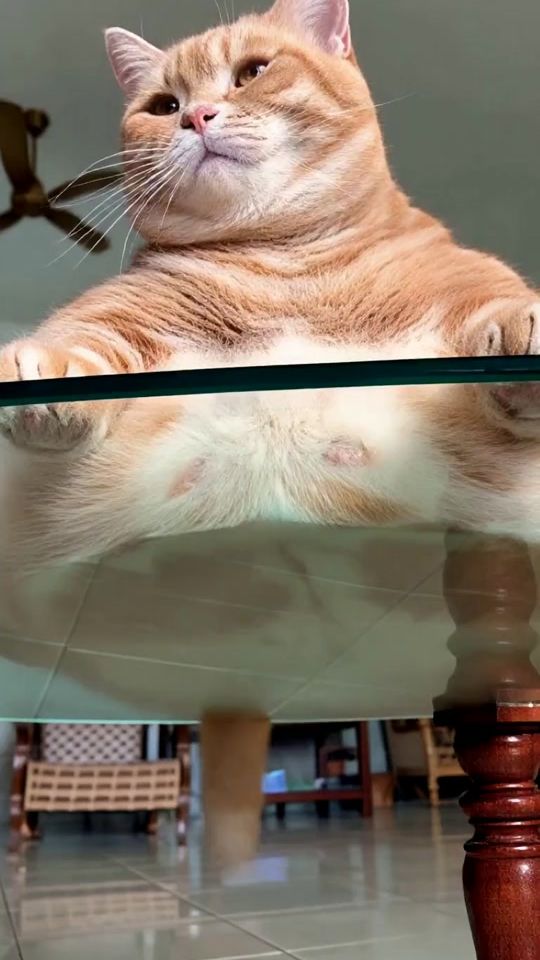 TikTok video thumbnail by kucingtadirimu