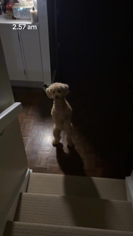 TikTok video thumbnail by chachi.sherri