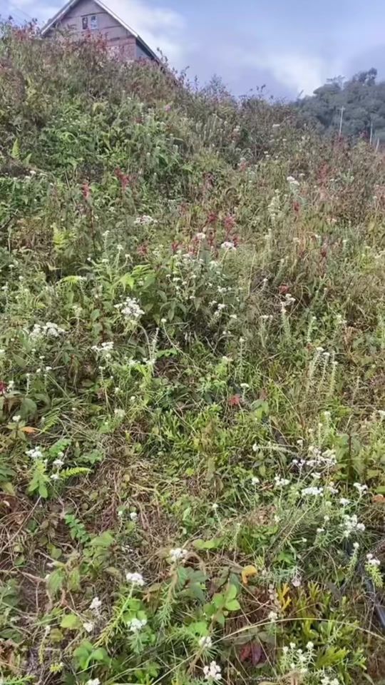 TikTok video thumbnail by shova650