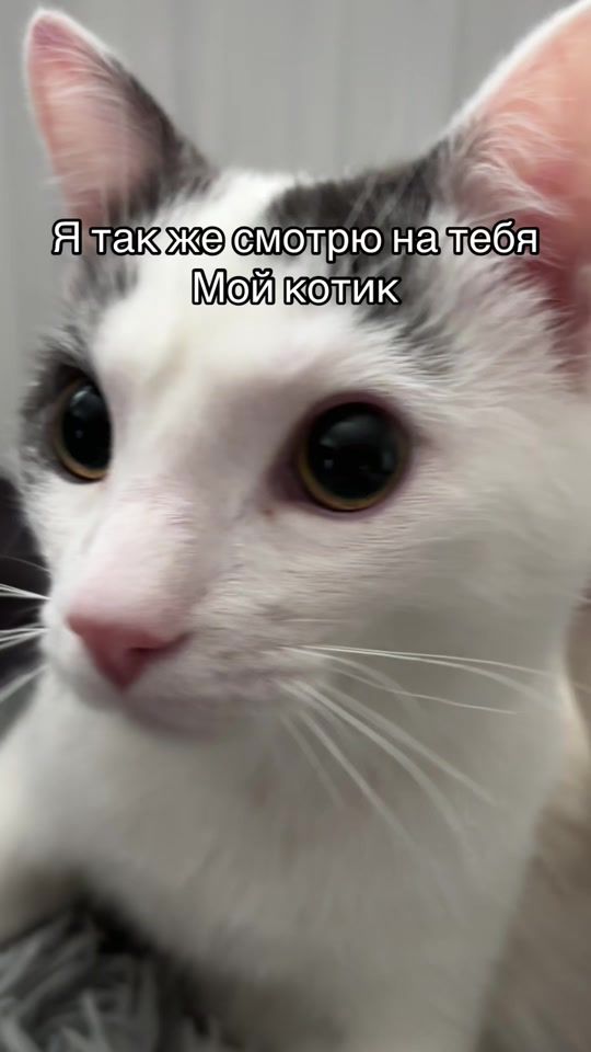 TikTok video thumbnail by pashtet.com