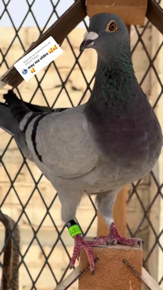TikTok video thumbnail by central.loft