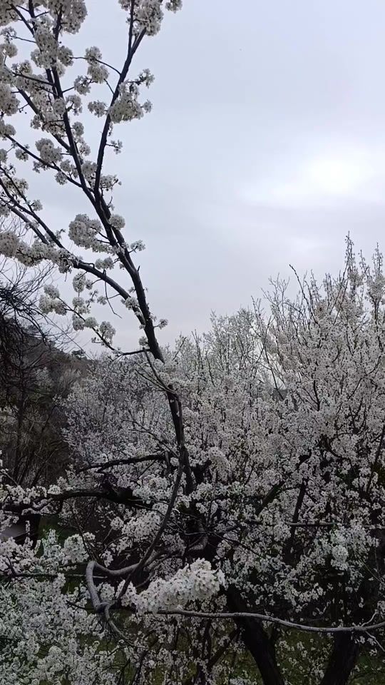 TikTok video thumbnail by hatice_ogmen06