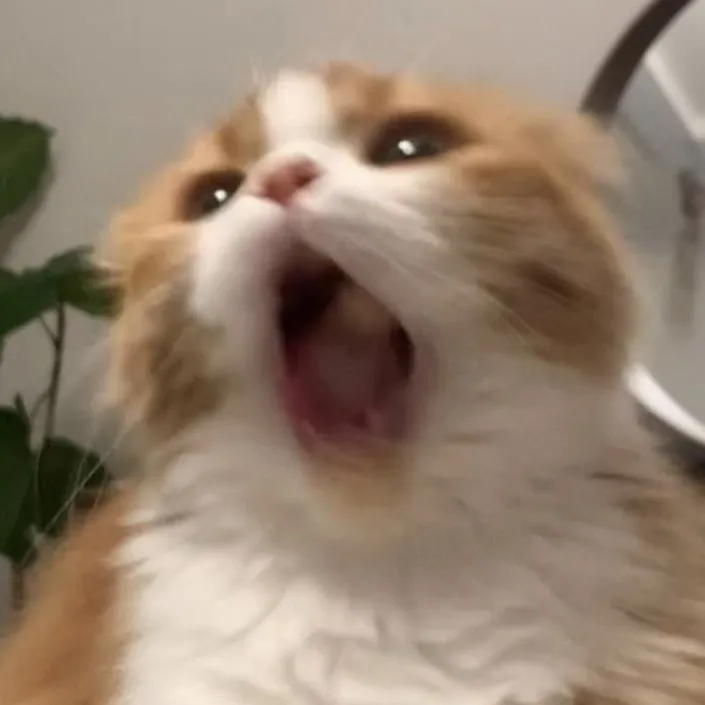 kittyuhmeow