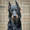 kenai.the.beauceron