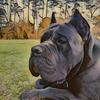 cane.corso.mafia.kennels