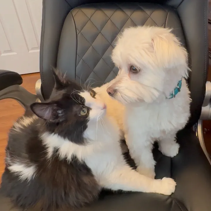 max_and_sunny