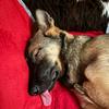 bella_malinois