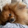 pomeranianmommy13