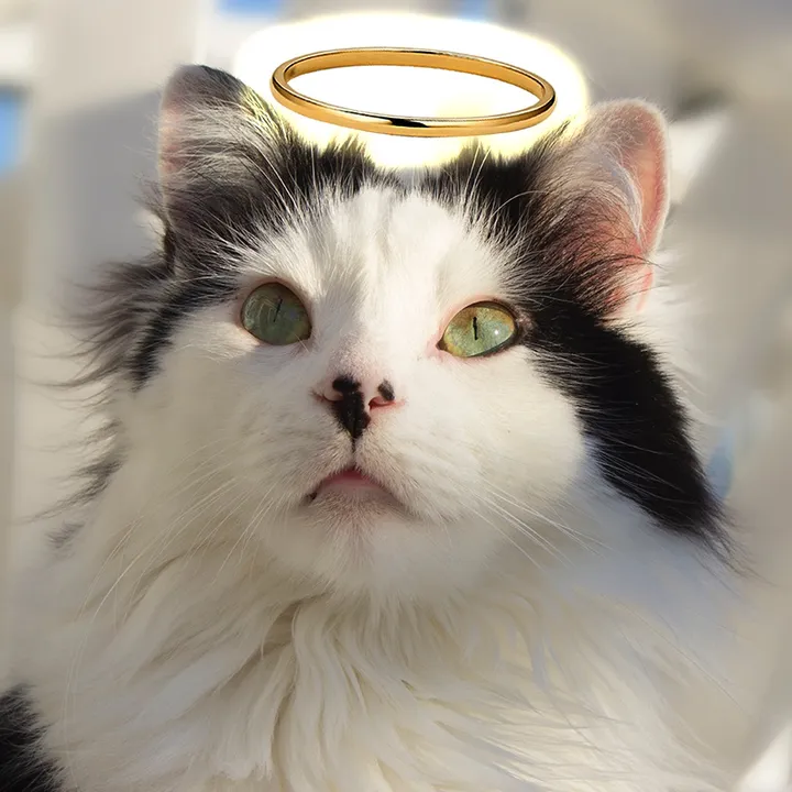 theoreocat