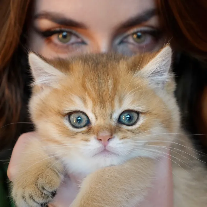 @goldencatteryusa - Golden Whiskers Cattery