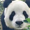 phivan.panda