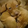 loki_il_vizla_pazzerello